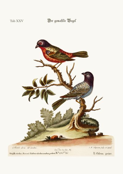 The Painted Finch by George Edwards